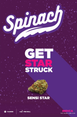 Sensi Star cannabis strain packaging featuring bold text and colorful design, emphasizing its indica variety.